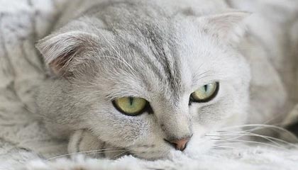 德宏高价上海医保卡取现黄牛的最新政策(2025年德宏2024上海医保卡可以取钱吗分享)